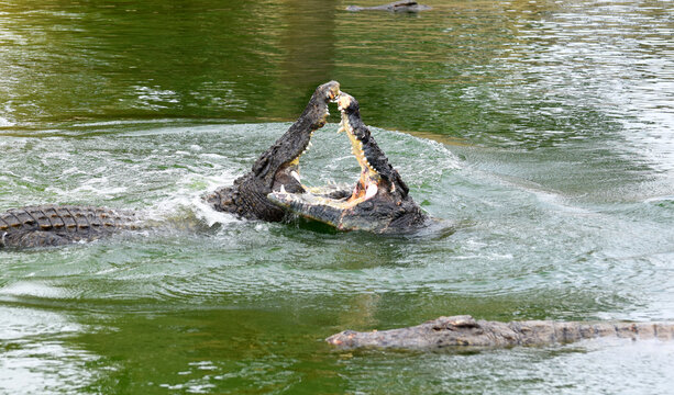 Walczące krokodyle nilowe