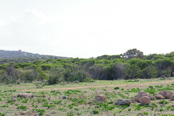 Fototapeta na wymiar Foresta 2000 nature reserve on Marfa peninsula Malta