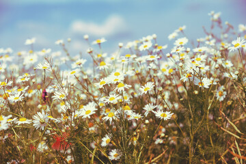 Vintage wild chamomile flowers. Blossoming wildflowers. Beautiful nature background. Matricaria chamomilla. Summertime - obrazy, fototapety, plakaty