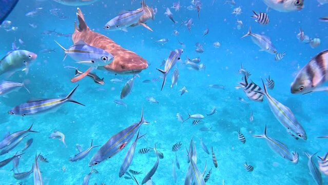 Snorklelling with White Tip Reef Sharks and Scissortail sergeant fish in Fiji