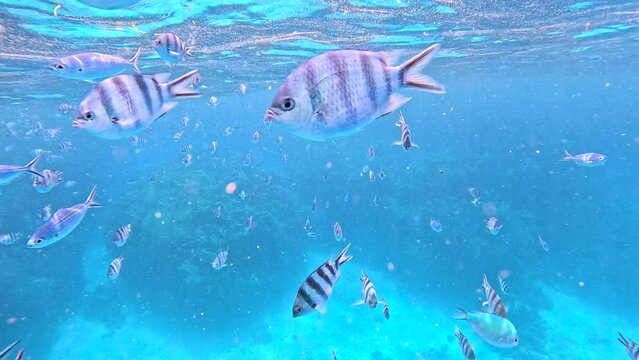 Tropical Scissortail sergeant Fish in Fiji swimming towards in slow motion