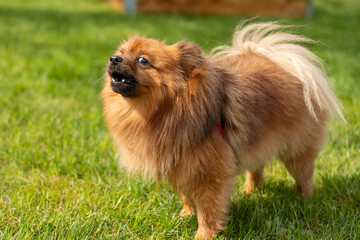 Portrait of a red dog of the Spitz breed on the green grass. A dog on a background of green grass.