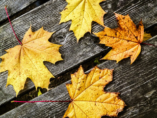 Autumn leaves on wood as nature background.