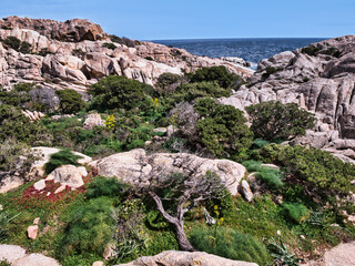 Tipico albero di ginepro del nord sardegna