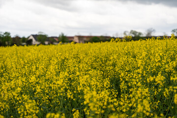 Fototapeta premium Yellow rapeseed field on a cloudy day. Rapeseed field in bloom.