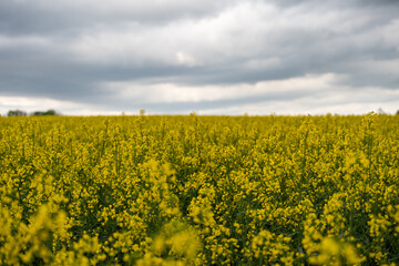 Obraz premium Yellow rapeseed field on a cloudy day. Rapeseed field in bloom.