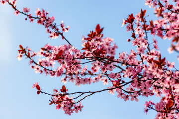 Pink blossoming branches of Chineseplum in spring