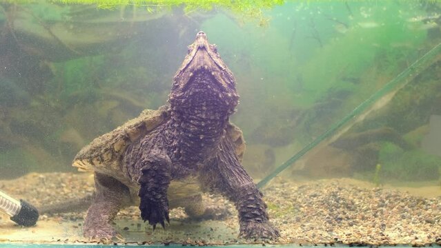 The head of a snapping turtle with its mouth open moving its tongue as bait. Snap turtle close-up. Underwater of Snapping Turtle Swimming near Bottom Making Bubbles in South Dakota.