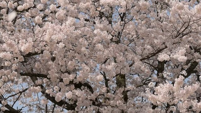 桜の花、満開のサクラと花吹雪、さくら、桜吹雪