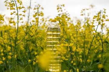 A bottle of rapeseed oil against the background of a yellow blooming rapeseed field. A bottle of rapeseed oil and blooming rapeseed fields. - obrazy, fototapety, plakaty