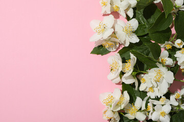 Jasmine branches on pink background, space for text
