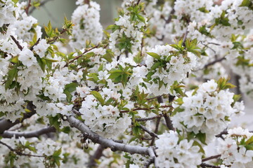 Cherry tree flowers in spring
