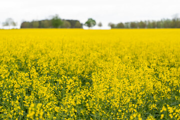 Yellow rapeseed field on a cloudy day. Rapeseed field in bloom.