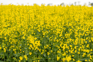 Yellow rapeseed field on a cloudy day. Rapeseed field in bloom.