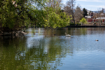 Fototapeta na wymiar ducks on the lake