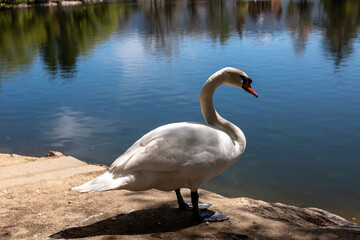 two swans in the lake