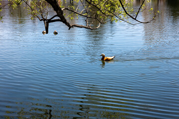 duck on the lake