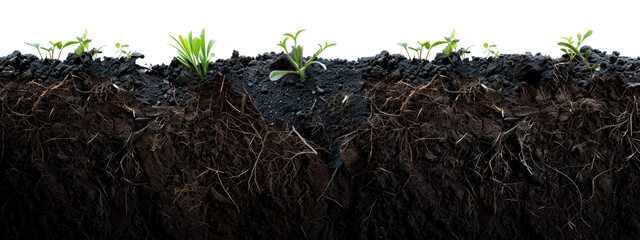 black soil with green plant isolated on transparent background, cut out, PNG