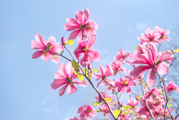 Magnolia flowers with delicate pink petals blooming in spring fabulous garden, mysterious fairy tale springtime floral natural background with magnoliaceae bloom, beautiful botanical nature landscape.