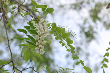 Blooms of Robinia pseudoacacia commonly known as black locust