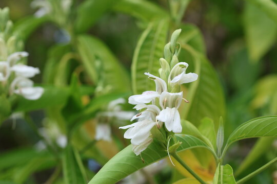blooms of adhatoda vasica in spring