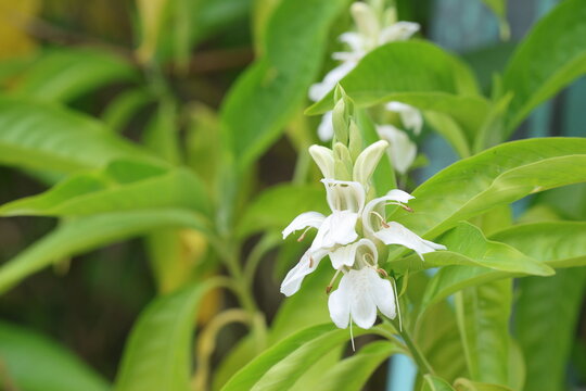 blooms of adhatoda vasica in spring