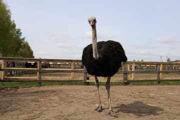 The big adult ostrich is walking in the enclosure. An ostrich farm. - obrazy, fototapety, plakaty