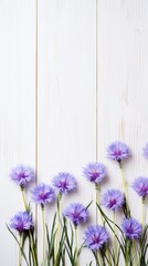 Beautiful lavender cornflower flowers on a white wooden background, in a top view with copy space for text. A flat lay composition