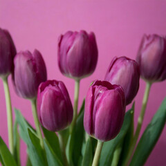 Fototapeta premium 보라색 튤립