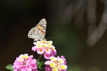 Painted Lady (Vanessa cardui) butterfly on a flower
