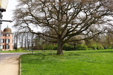 Fototapeta na wymiar beautiful corner of spring park with old trees and green grass