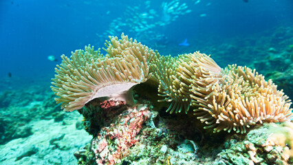 Underwater photo of anemone at a coral reef. From a scuba dive in the Andaman Sea in Thailand,