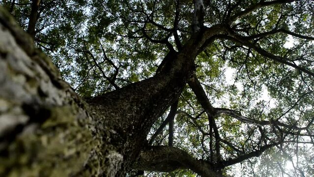 the saman tree