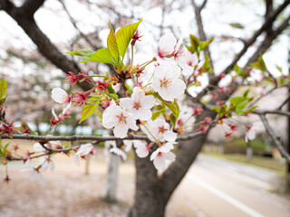 Beautiful Cherry Blossoms Blooming in the Park on a Warm Afternoon