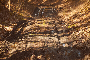 The Call of the Wild: Tire Marks Lead the Way Through the Woods