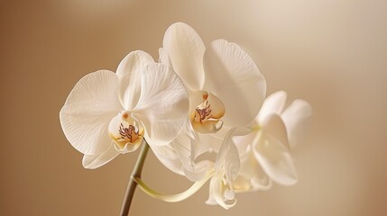 Fototapeta na wymiar Orchids display. Generative AI