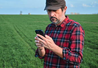Farmer using mobile smartphone in wheat seedling field, smart farming concept