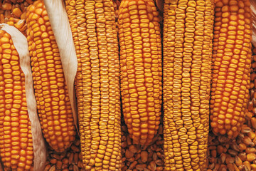 Corn on the cob, harvested and stacked