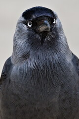 Corvus monedula aka Coloeus monedula aka Eurasian Jackdaw. Close-up portrait. Common bird in Czech republic.
