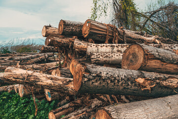 Stacked pile of firewood timber - 785086458