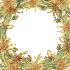 Arnica montana wreath, round frame. Watercolor, hand drawn wolfsbane flowers. Mountain tobacco clipart greeting card, quote, tags, labels for packaging in cosmetics, herbal medicine, creams, ointments