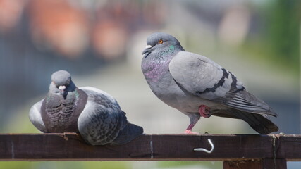 Fototapeta premium Lovely colorful Columba livia aka pigeon (rock or domestic) standing on one leg. Most common bird in residential areas. Funny animal photo.