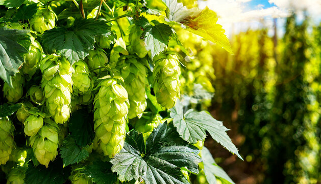 Extreme close-up of a bunch of green hops (Humulus lupulus) growing on the mother plant at sunny day. Generative Ai.