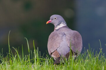 Columba palumbus aka Common Wood Pigeon portrait. Common bird of czech nature.