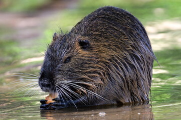 Myocastor coypus aka nutria or swamp rat is eating carrot in water. Invasive rodent in Vltava river in Prague. Czech republic.