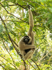 monkey hanging on a tree branch.
