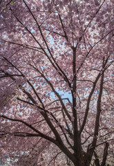 Obraz premium The Tidal Basin on the Mall at the National Cherry Blossom Festival in Washington D.C.