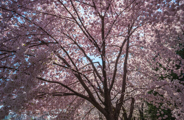 Fototapeta premium The Tidal Basin on the Mall at the National Cherry Blossom Festival in Washington D.C.