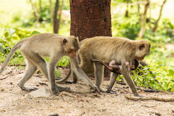 monkeys on a walk in the park.