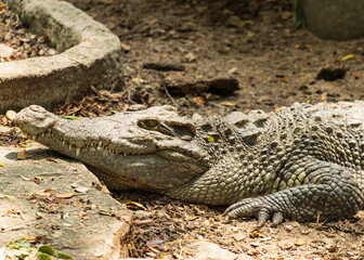 crocodile lies in the shade near the water as a background.